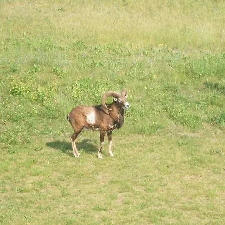 Sarah App 03 Dg L Daire Göhren-Lebbin